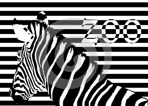 Zebra at zoo