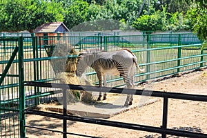 Zebra in the Zoo of the Askania Nova National Nature Reserve. Kherson region. Ukraine