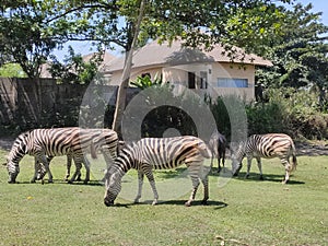 Zebra zoo bali indonesia kebun binatang