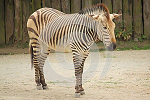 Zebra in the zoo in Dvur Kralove.