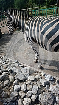 Zebra zoo favourite