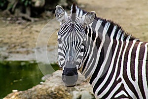 Zebra in the zoo. The zebra is a member of the family Equidae