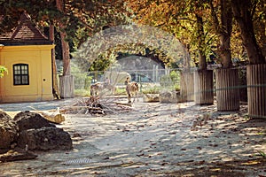 Zebra zoo on a wonderful background