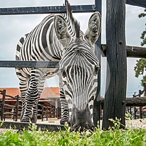 A zebra grazes the grass photo