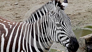 Zebra in the zoo. Zebra in the zoological garden.