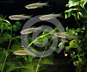 Zebrafish, brachydanio rerio