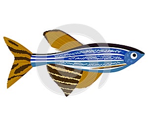 Zebrafish cartoon Danio rerio aquarium fish