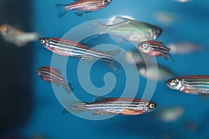 Zebrafish (Danio rerio) aquarium fish