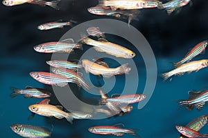 Zebrafish (Danio rerio) aquarium fish
