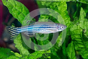 Zebrafish Danio rerio in aquarium photo