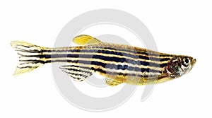 Zebra danio photo