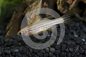 Zebrafish (Danio rerio) in planted aquarium