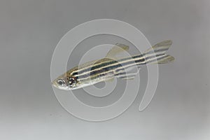 Zebrafish Danio rerio with a white background