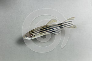 Zebrafish Danio rerio with a white background