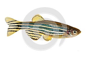 Zebrafish Zebra Barb Danio rerio freshwater aquarium fish