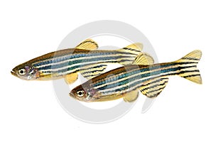 Zebrafish Zebra Barb Danio rerio freshwater aquarium fish