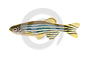 Zebrafish Zebra Barb Danio rerio freshwater aquarium fish