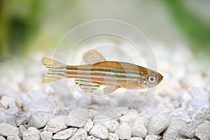 Zebrafish Zebra Barb Danio rerio photo