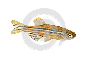 Zebrafish Zebra Barb img