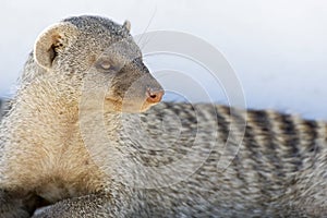 Zebramangoeste, Banded Mongoose, Mungos mungo photo