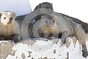 Zebramangoeste, Banded Mongoose, Mungos mungo photo
