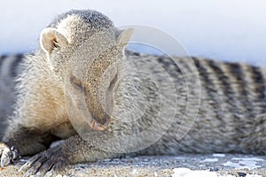 Zebramangoeste, Banded Mongoose, Mungos mungo photo