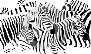 Zebras