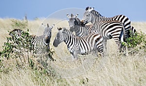 Zebras