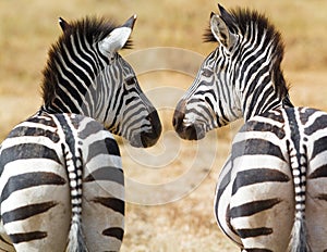 Zebras