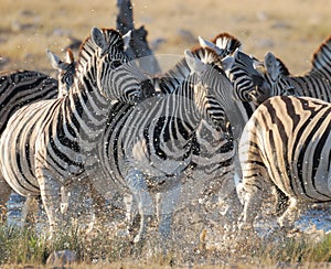 Zebras