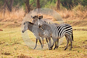 Zebras