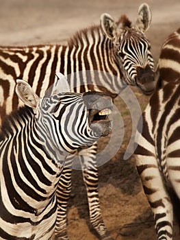 Zebras