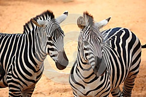 Zebras