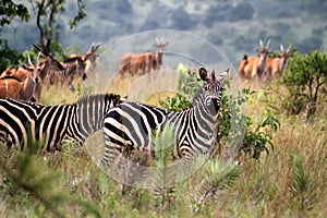 Zebras