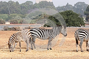 Zebras