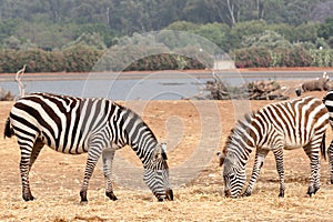 Zebras