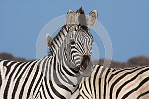 Zebras photo