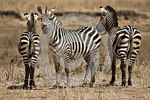 Zebras