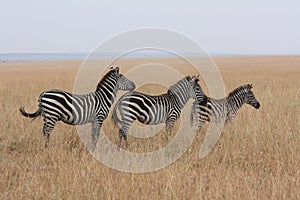 Zebras