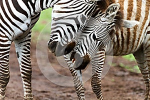 Zebras