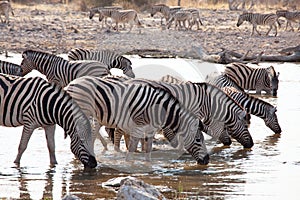 Zebras