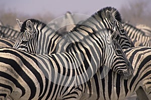 Zebre 