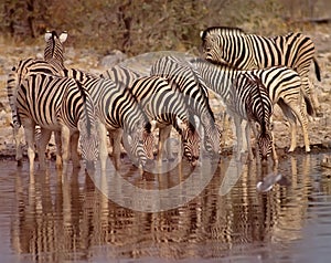 Zebras