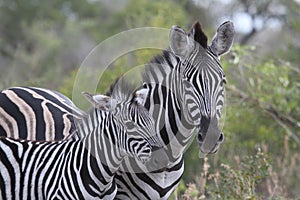 Zebras