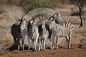 Zebras