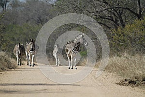 Zebras