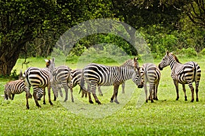 Zebras in Aberdare, Kenya