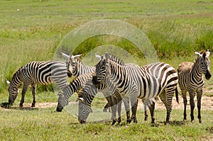 Zebras in Aberdare, Kenya