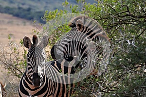 Zebras at Addo Elephant Park