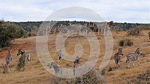 Zebras at Addo Elephant Park